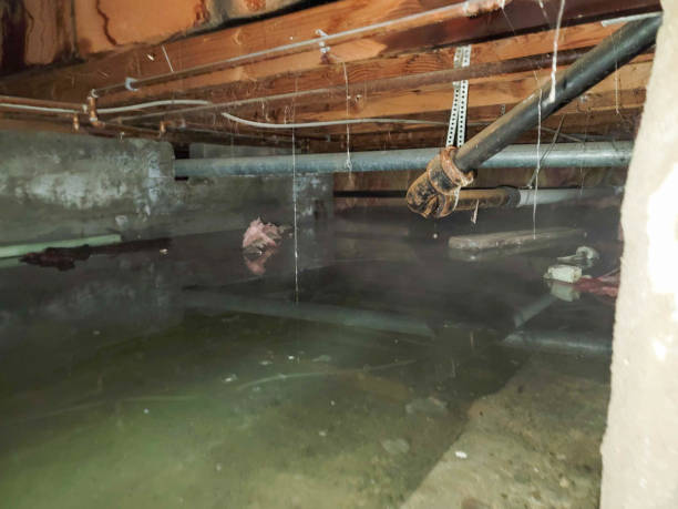Best Flood damage cleanup  in Munfordville, KY